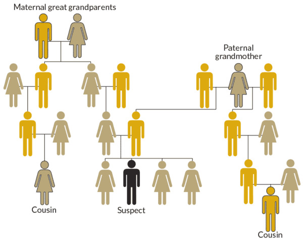 How Genetic Genealogy Allows Investigators To Zero In On A Suspect